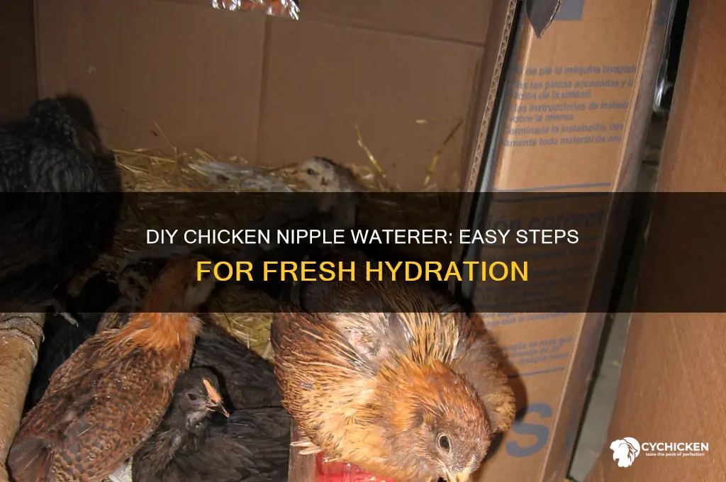 how to build a chicken nipple waterer