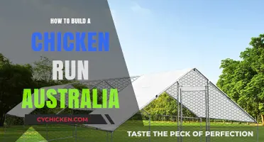 Building the Perfect Chicken Run in Australia: Tips and Tricks