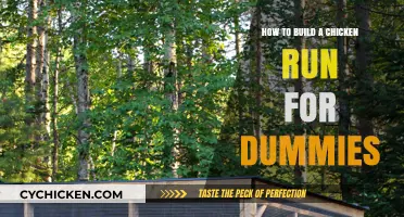 Building a Chicken Run: A Step-by-Step Guide for Beginners