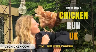 Building a Secure Chicken Run in the UK: Step-by-Step Guide