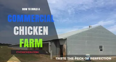 Building a Profitable Commercial Chicken Farm: Expert Tips and Strategies