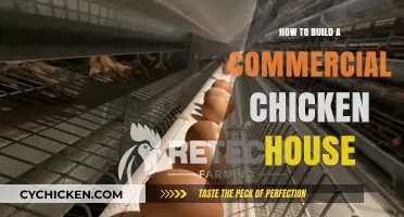 Building a Profitable Chicken House: Essential Steps for Commercial Success