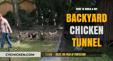Building a Safe Chicken Tunnel for Your Backyard