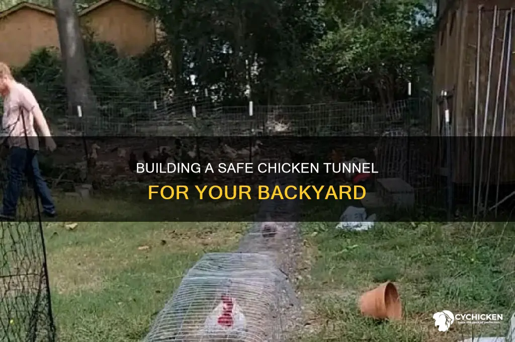 how to build a diy backyard chicken tunnel