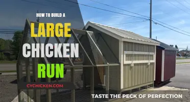 Building a Spacious Chicken Run: Essential Tips and Steps