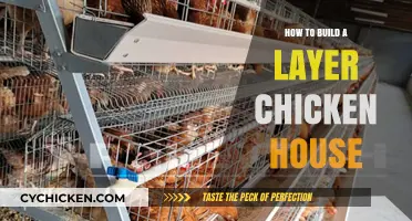 Essential Tips for Building a Layer Chicken House Efficiently