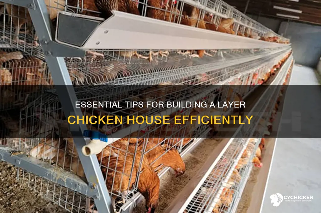 how to build a layer chicken house