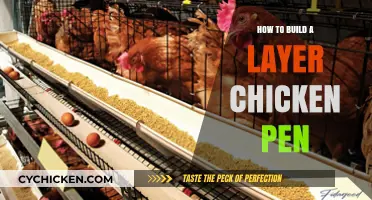 Building a Secure and Spacious Layer Chicken Pen: A Step-by-Step Guide