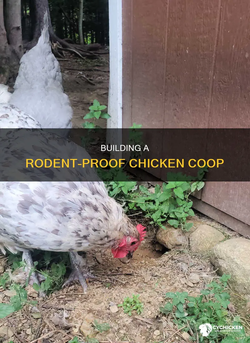 how to build a small rodent proof chicken box