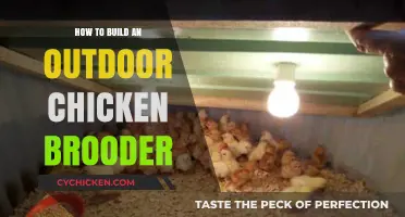 DIY Outdoor Chicken Brooder: Essential Steps for Healthy Chicks