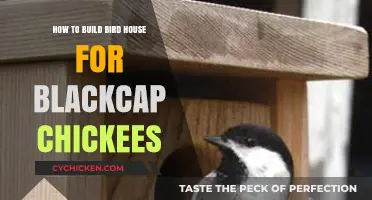 Building a Home for Blackcap Chickadees