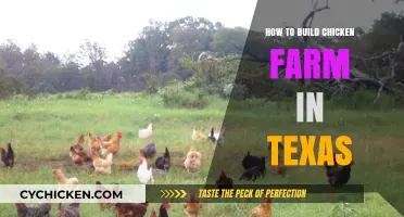 Building a Successful Chicken Farm in Texas: A Step-by-Step Guide