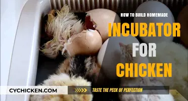 DIY Chicken Incubator: Simple Steps for Hatching Eggs at Home