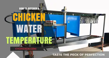 Mastering Chicken Butchering: Optimal Water Temperature Techniques Explained