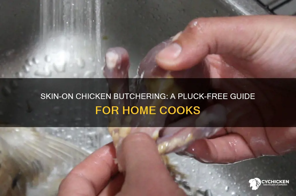 how to butcher a chicken without plucking