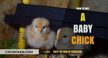 Your Guide to Choosing and Buying Healthy Baby Chicks