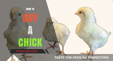 Your Ultimate Guide to Buying Healthy Chicks for Your Flock