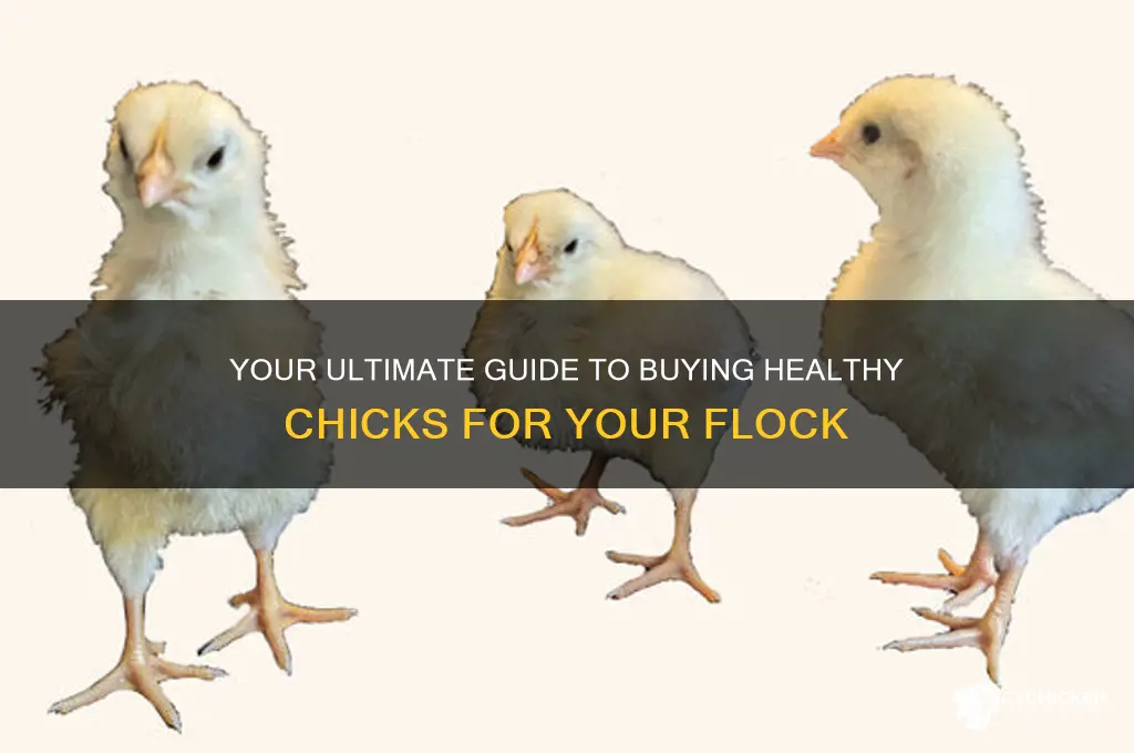 how to buy a chick