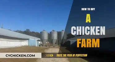 A Beginner's Guide to Buying and Starting a Chicken Farm