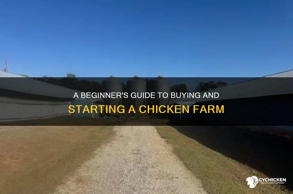 how to buy a chicken farm
