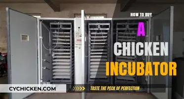Essential Guide to Choosing and Buying the Perfect Chicken Incubator