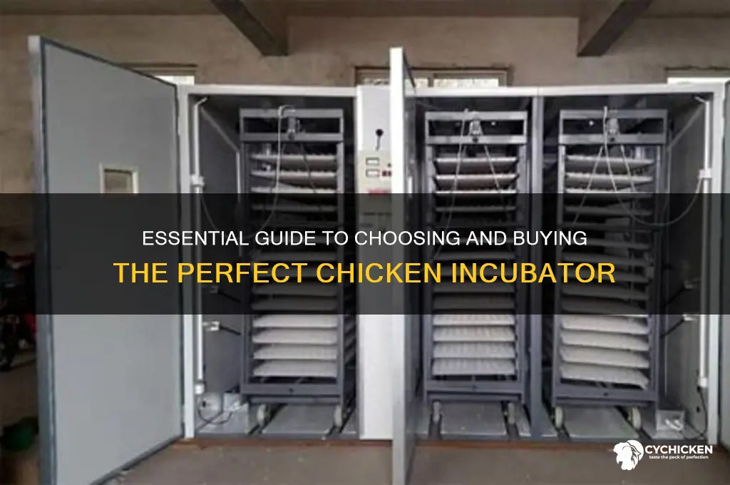how to buy a chicken incubator