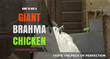 Ultimate Guide to Buying and Raising Giant Brahma Chickens