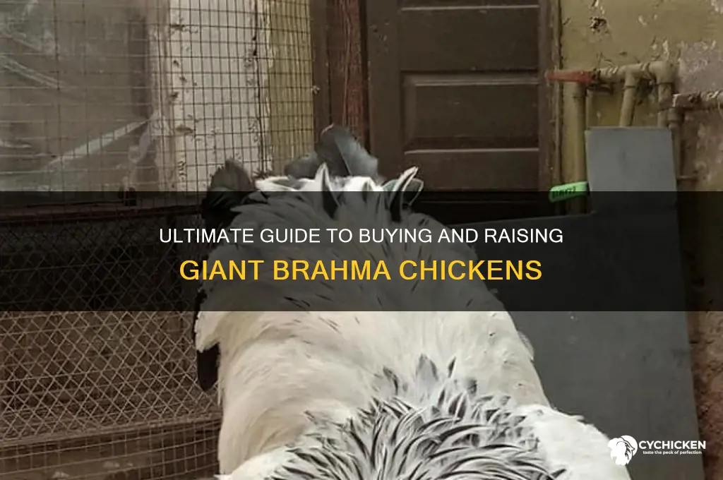 how to buy a giant brahma chicken
