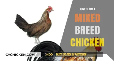 Choosing the Perfect Mixed Breed Chicken: A Buyer's Guide