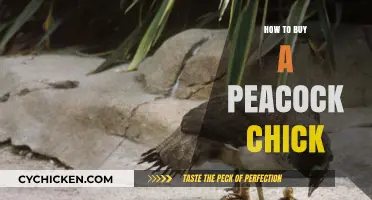 A Beginner's Guide to Buying and Raising Healthy Peacock Chicks