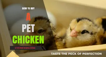 Your Guide to Choosing and Buying a Pet Chicken