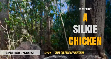 Your Guide to Buying Silkie Chickens: Tips and Considerations