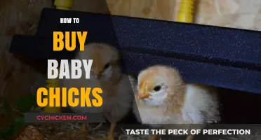 A Beginner's Guide to Buying Healthy Baby Chicks for Your Flock