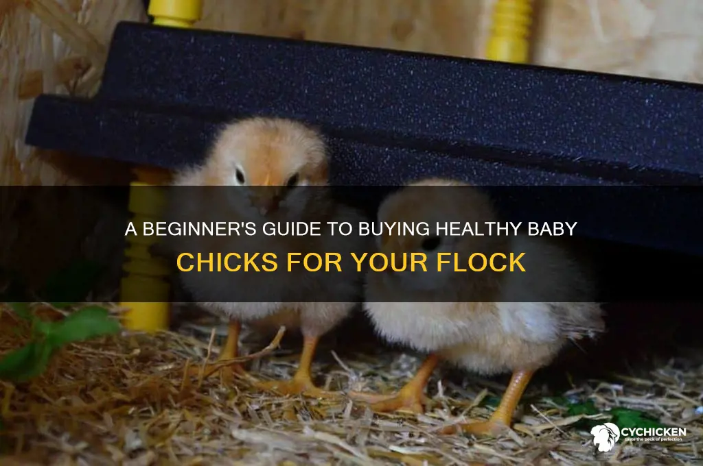how to buy baby chicks