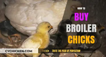 Essential Tips for Buying Healthy Broiler Chicks for Your Farm