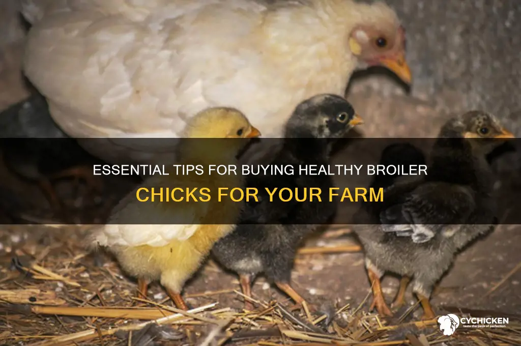how to buy broiler chicks