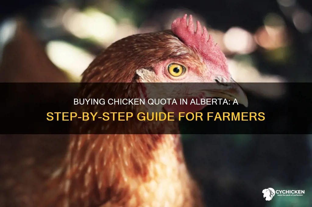 how to buy chicken quota in alberta