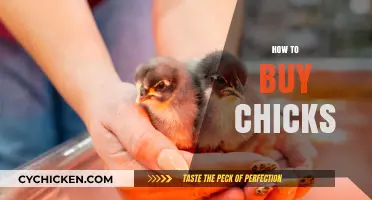 A Beginner's Guide to Buying Healthy Chicks for Your Flock