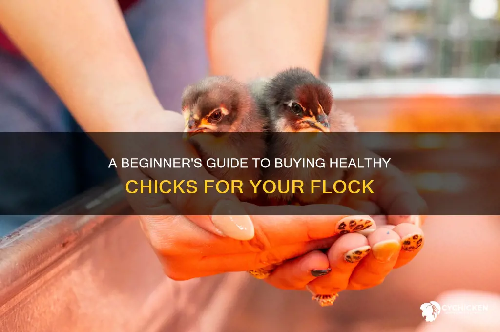 how to buy chicks