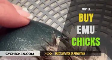 A Beginner's Guide to Purchasing Healthy Emu Chicks