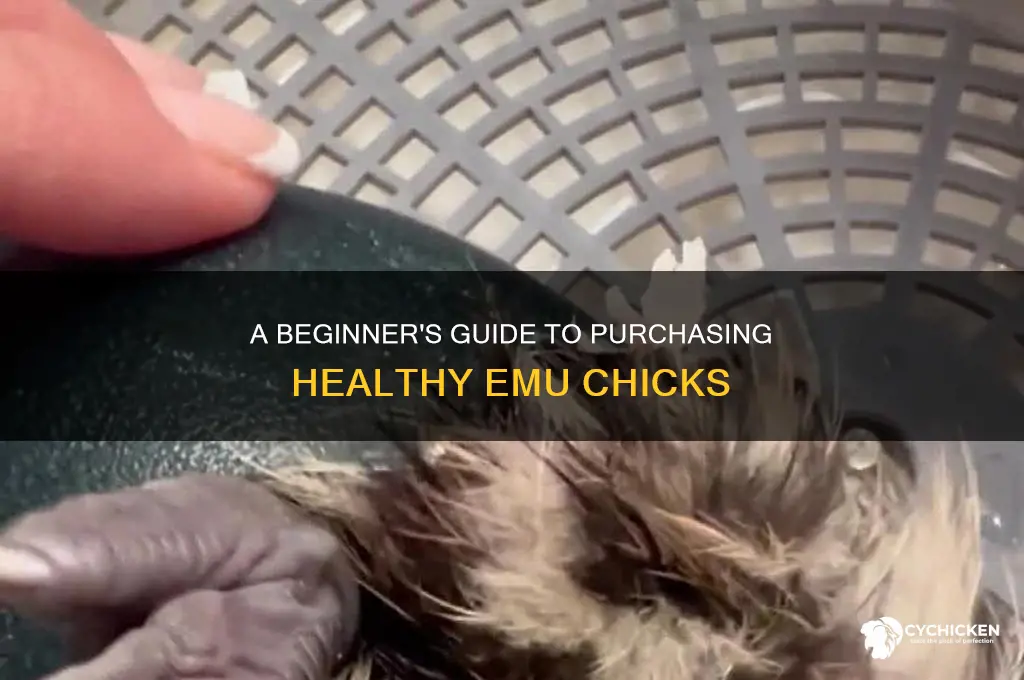 how to buy emu chicks