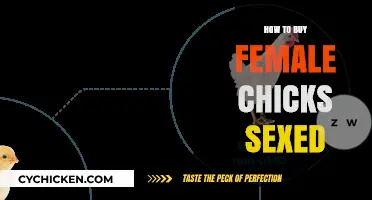 How to Buy Female Chicks: A Guide to Accurate Sexing