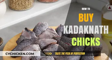 Ultimate Guide to Buying Healthy Kadaknath Chicks for Your Farm