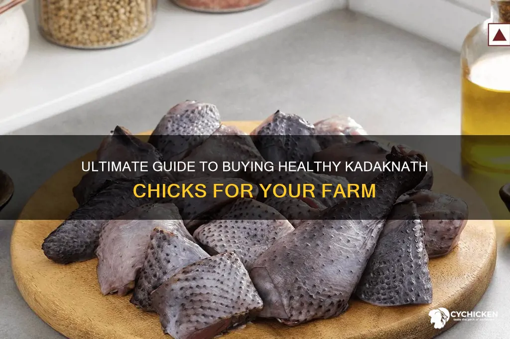how to buy kadaknath chicks