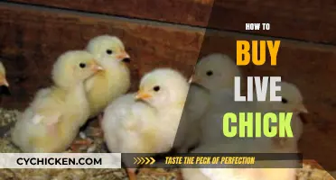 A Beginner's Guide to Buying Healthy Live Chicks for Your Flock