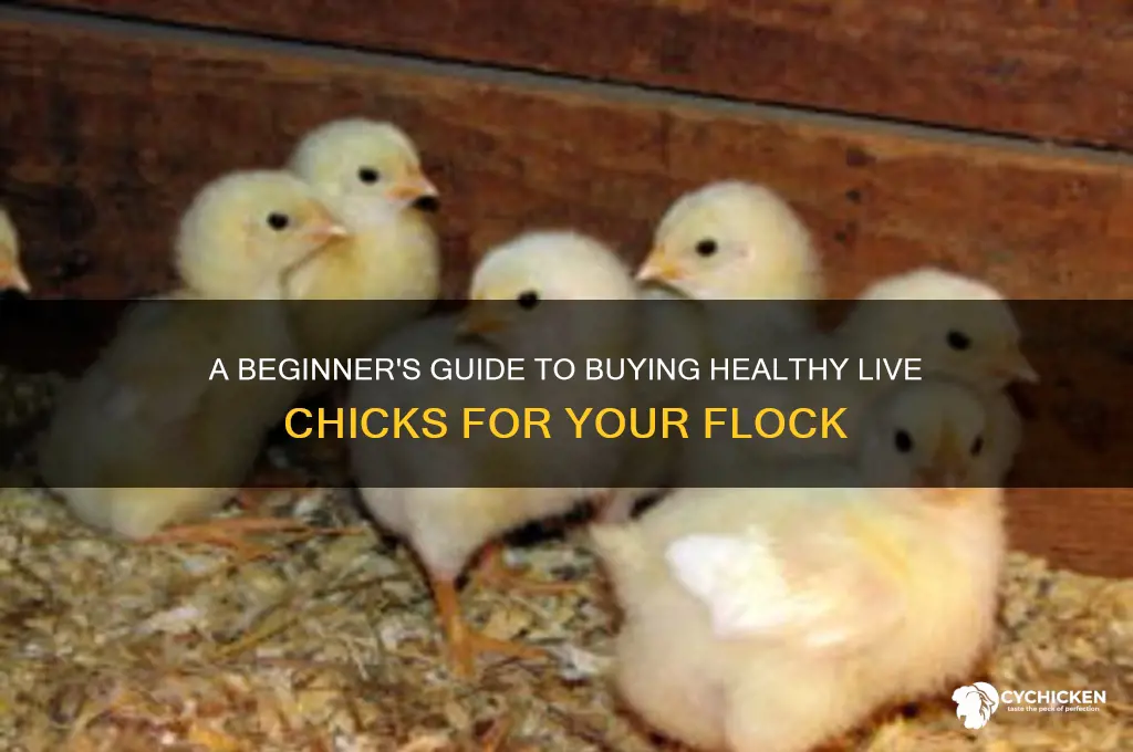 how to buy live chick
