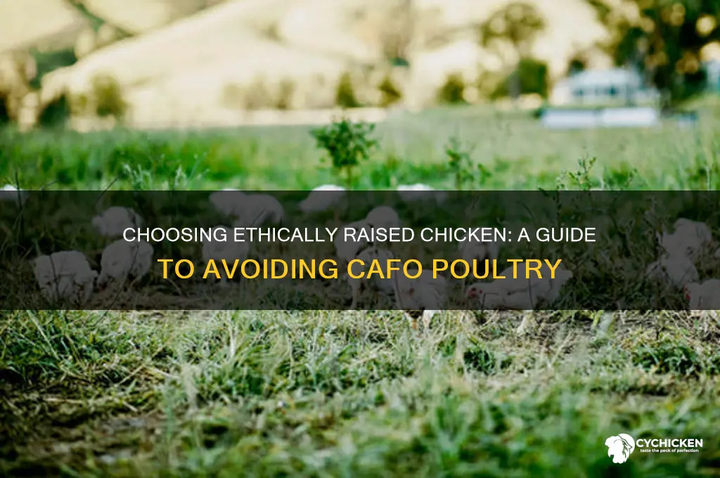 how to buy non cafo chicken