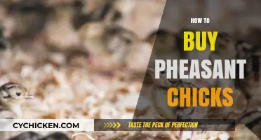 A Beginner's Guide to Buying Healthy Pheasant Chicks