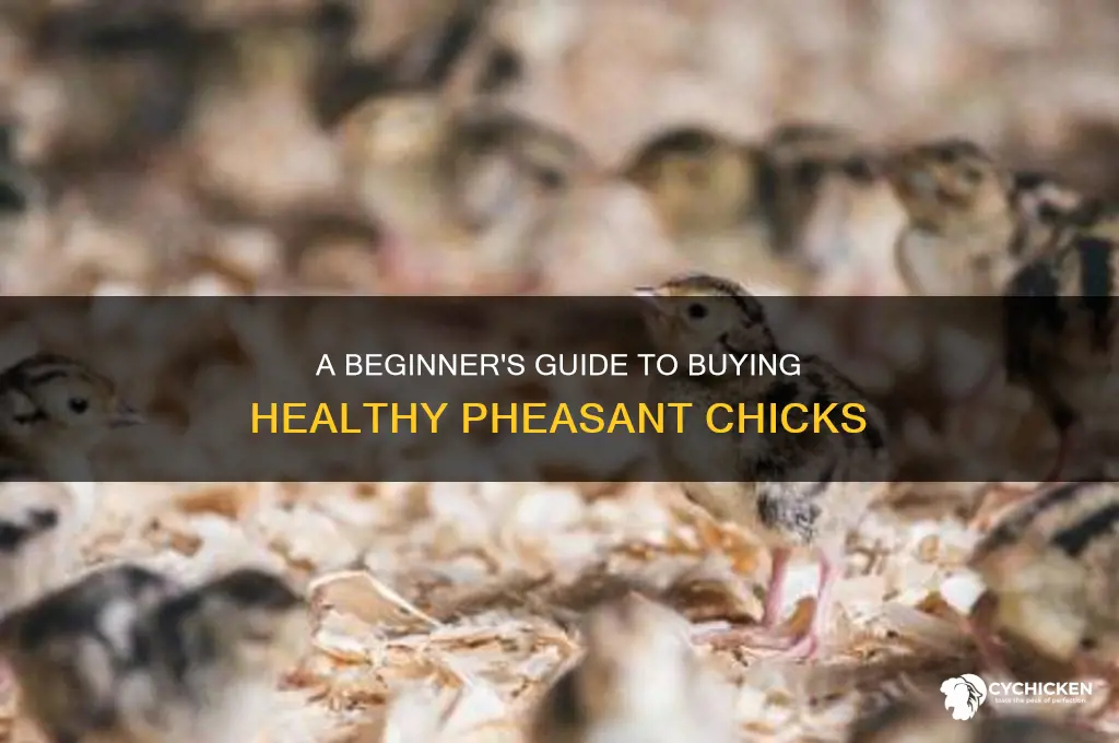 how to buy pheasant chicks