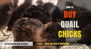 A Beginner's Guide to Buying Healthy Quail Chicks Online